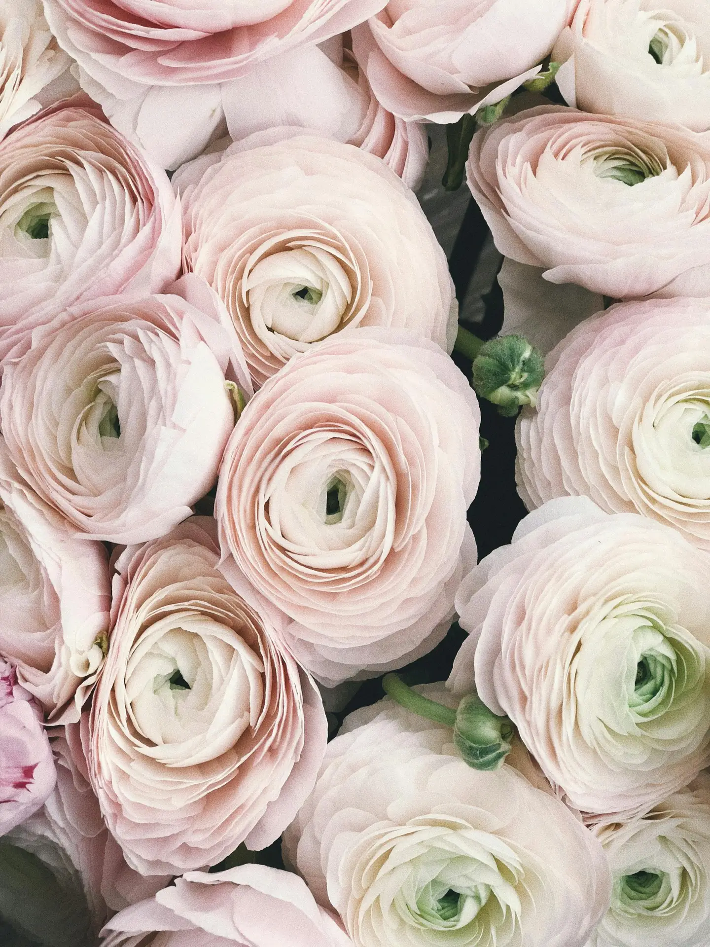 Soft pastel pink ranunculus flowers in a delicate bouquet, perfect for weddings and romantic celebrations.