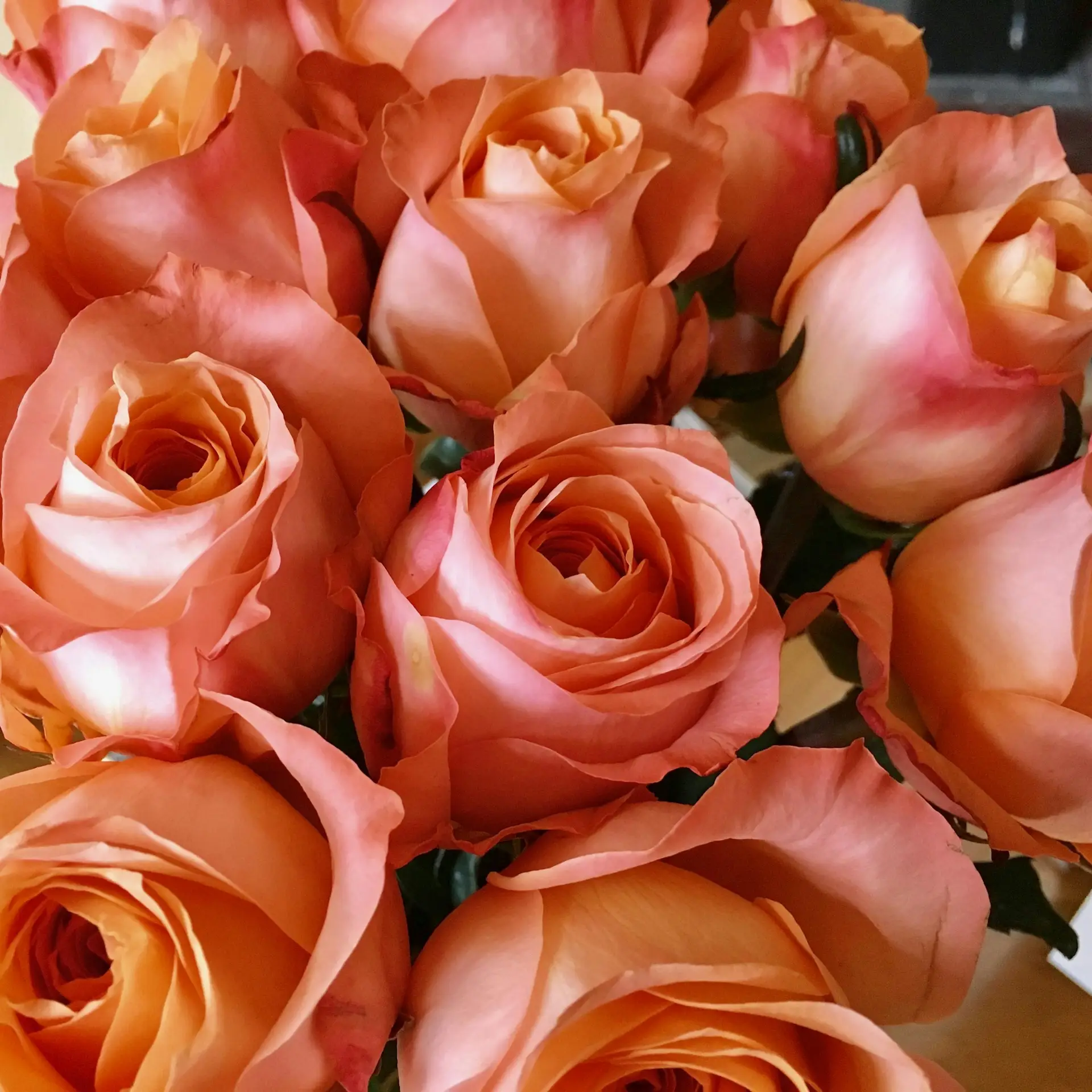 A beautiful close-up of blooming pink roses, showcasing their delicate petals and vivid colors.